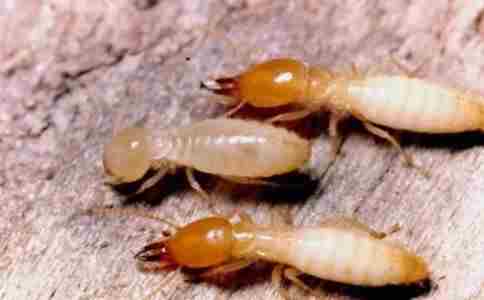 家庭灭白蚁